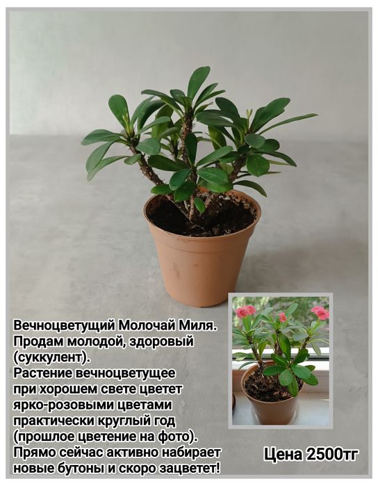 Комнатные цветы суккуленты