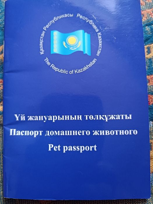Канадский сфинкс,Девочка