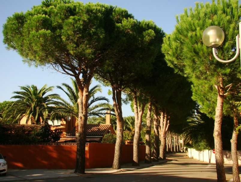 Pinus Pinea (средиземноморски бор)