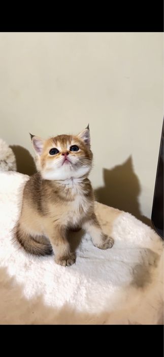 Продаются котятки фолд и британские