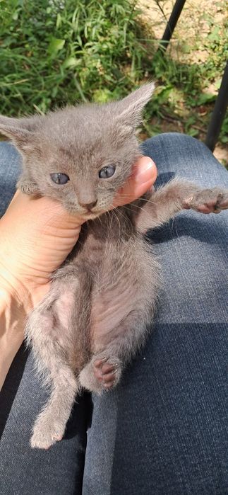 Маки котенца здрави и добри