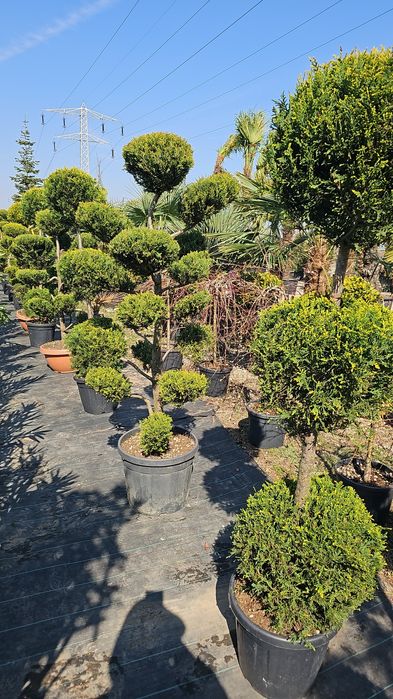 Leylandi- Palmieri - Magnoli grandiflora- Liliac