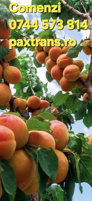 Baloti fan 500.Rotunzu 40.Fan or Lucerna.La TIR>RO.Kaki Dud Rodiu Me