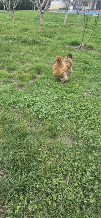 2 gaini si un cocoș