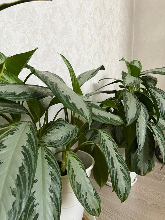 Аглаонемы в белых горшках