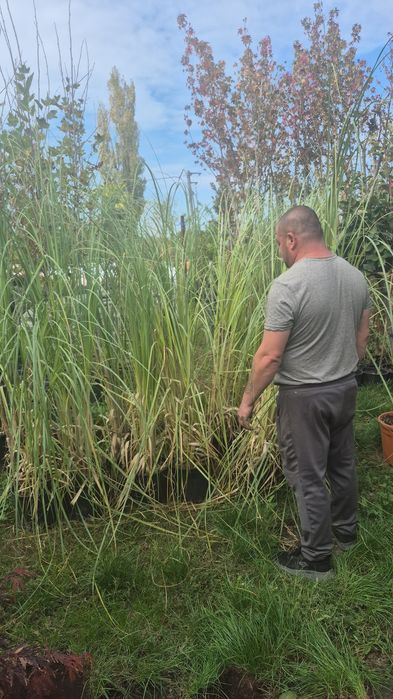 Iarba de pampas  bambus