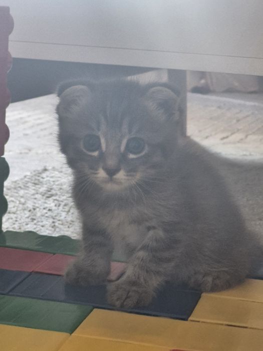 Продам котёнка мальчик
