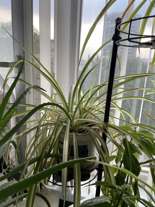 Комнатные цветы недорого