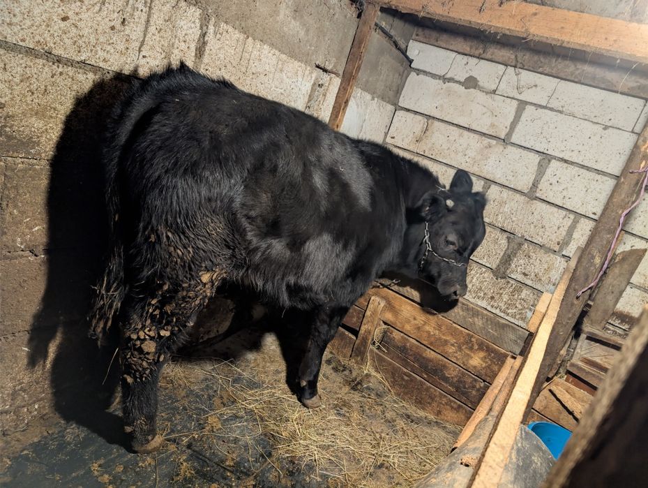 Vând vițel și vacă