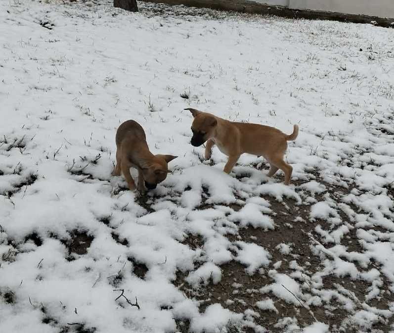 Мъжко женско мини пинчер