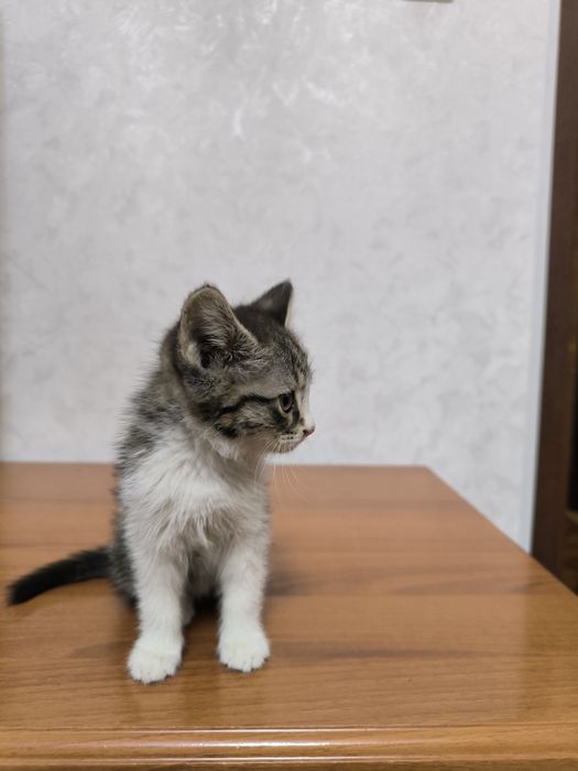 Отдам даром в добрые руки котят