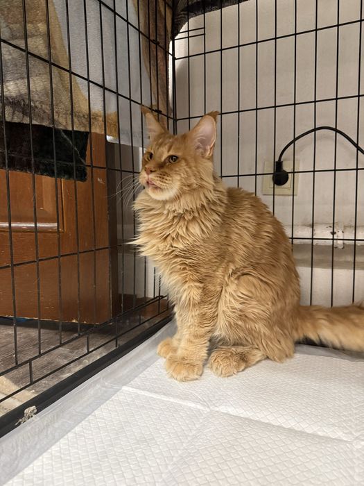 Продам кота Мейн-Куна