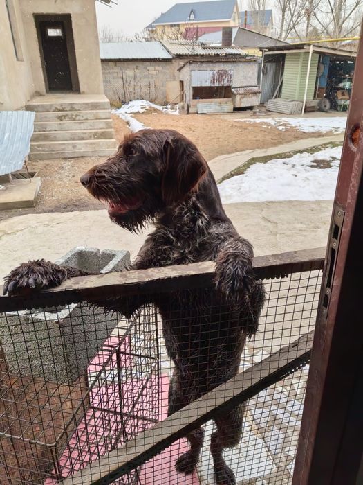 ПРОПАЛА собака. Ит жоғалды