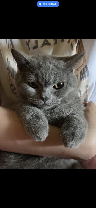 Кошка продаётся