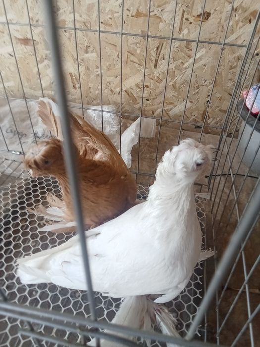 Продам голубей хороших