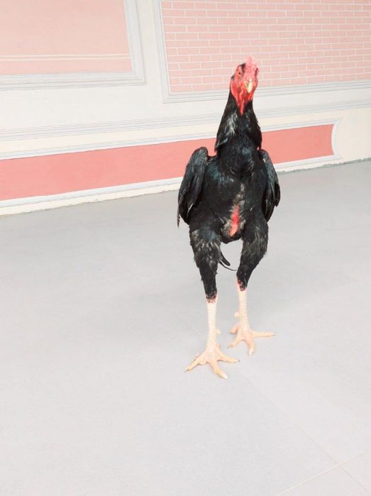 Куланги хӯроз сотилади