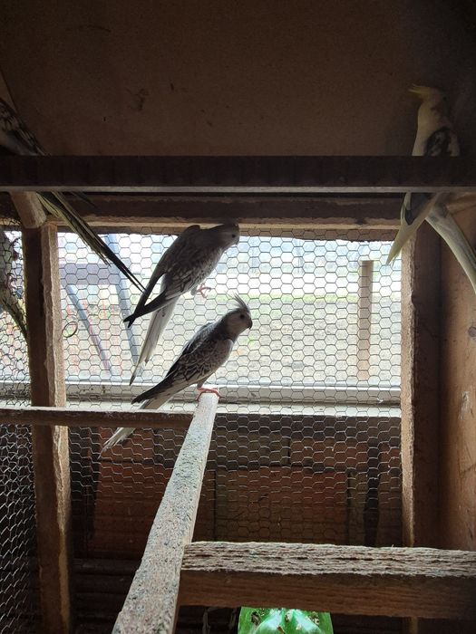 Продавам Корели  80лв