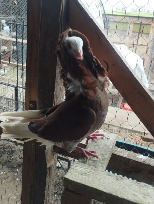 Vând porumbei capucini