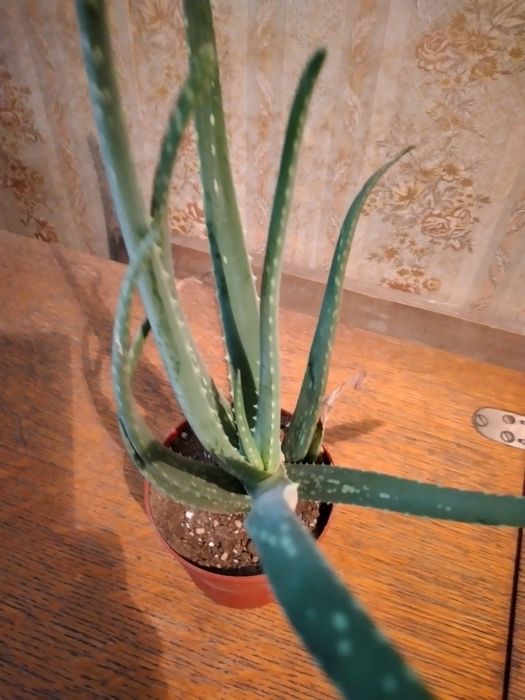 Алое вера 3х летний