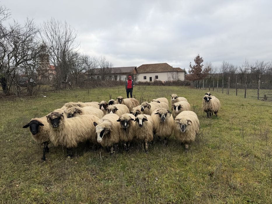 Vand 22 de oi si un noatin