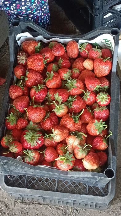 Продам клубнику вкусная свежая крупная