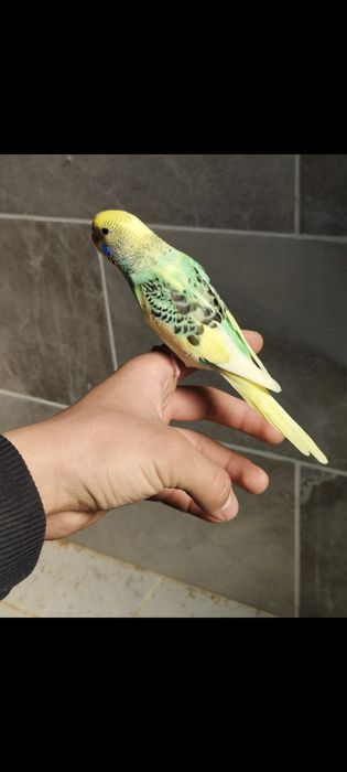 Попугай ручной говоряший