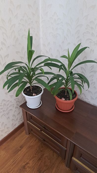 Комнатные  цветы