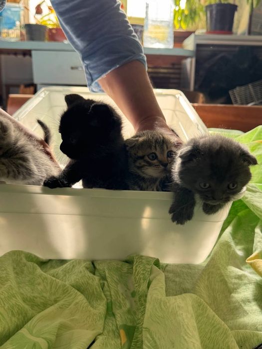 Super Elita Seksi Qizlar Foto Katalogi