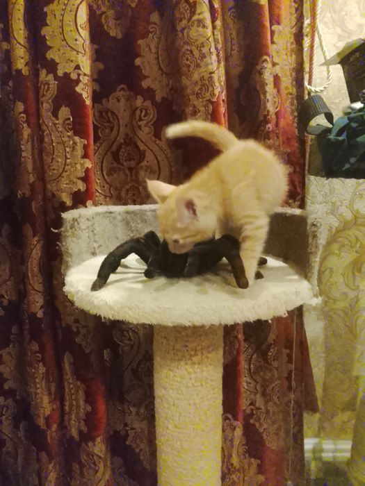 Котёнок рыжий 2.5 месяца в хорошие руки. Родился в домашних условиях