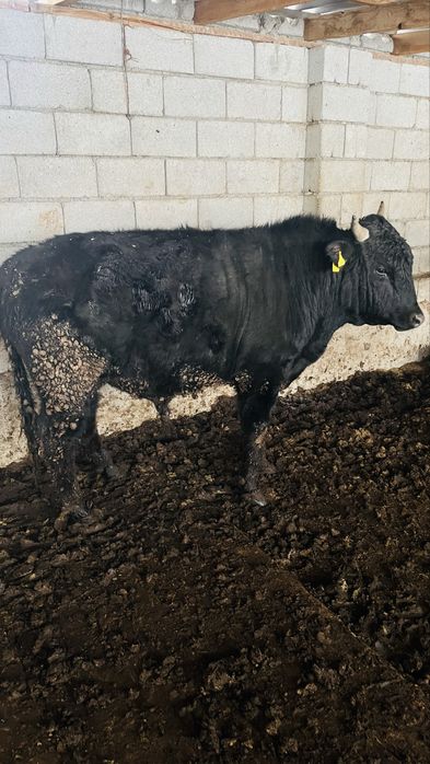 1.5-2 жасар бұқалар