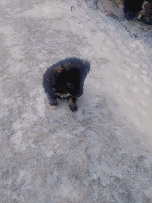 Отдам щенят в добрые руки