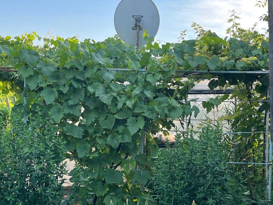 Casa de vanzare cu anexe (70mp + 80mp) - teren 2,000mp - Com. Grindu, Sat Pisica, Tulcea