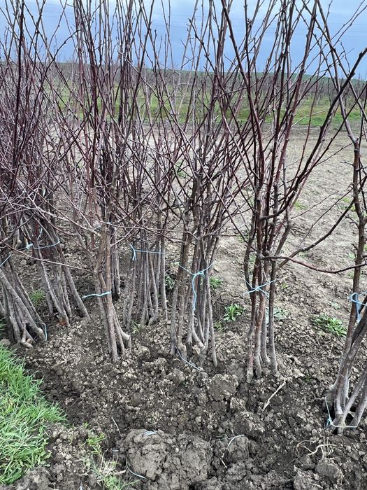 Овощни сливови дръвчета