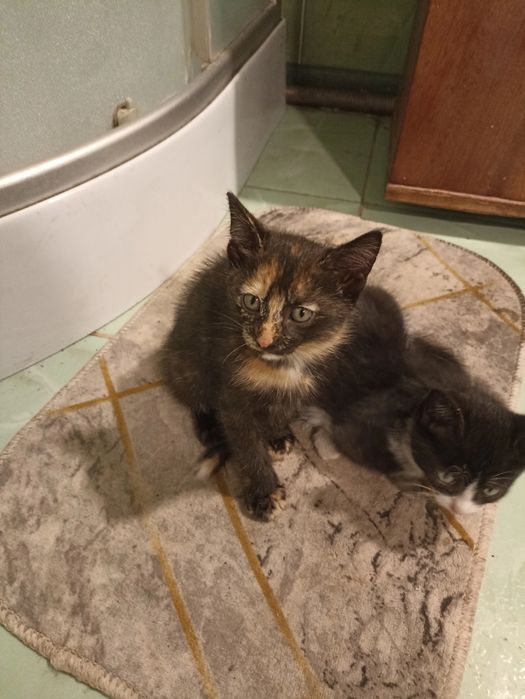 Отдам котят  в добрые руки.