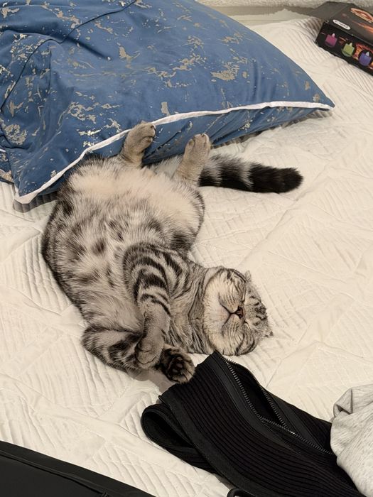 Кошка для дома еркек мысық