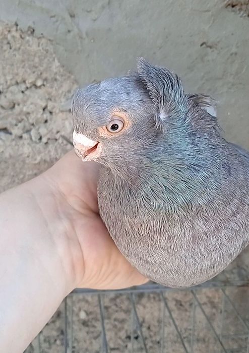 Челкарь самец молодой