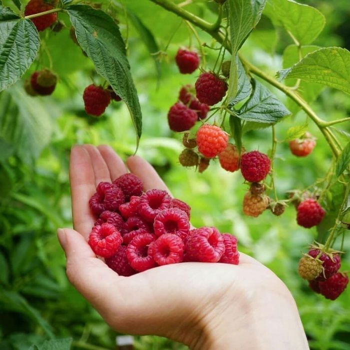 Малина Кучатлари сотамиз ва Замороженные малина экспорт киламиз