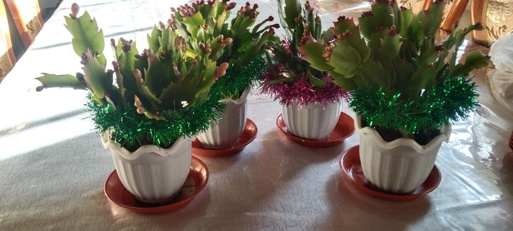 Декабрист новогодние подарки