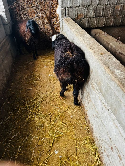 Продам зрелых баранов