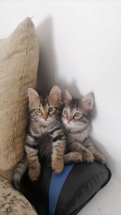 Отдам в заботливые руки