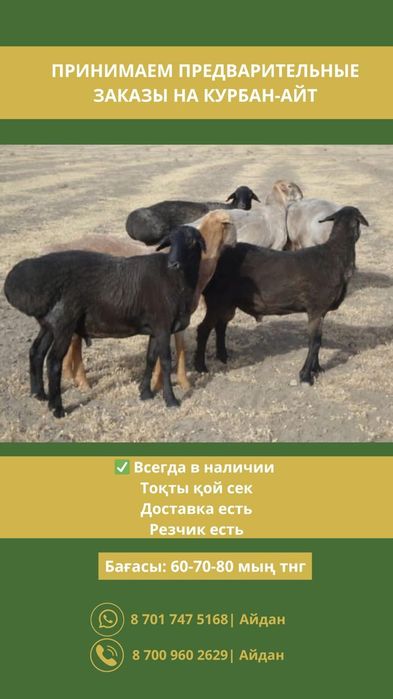 Мясо Ет Говядина Баранина Конина