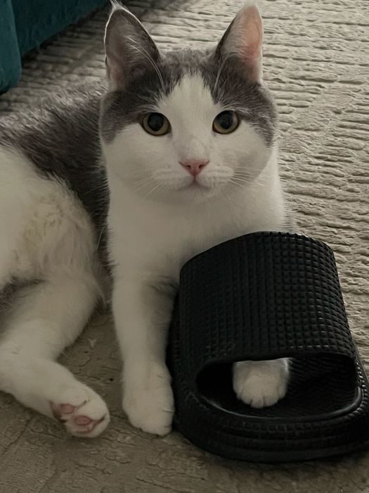 Отдам кота охотника