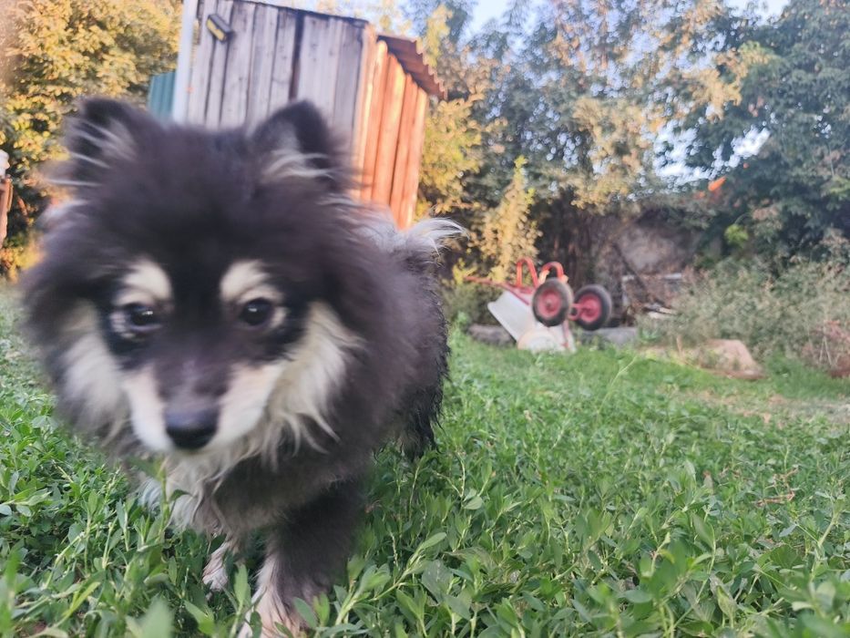 Продам девочку породы шпиц.
