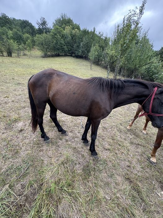 Vand iapă de 10 anii