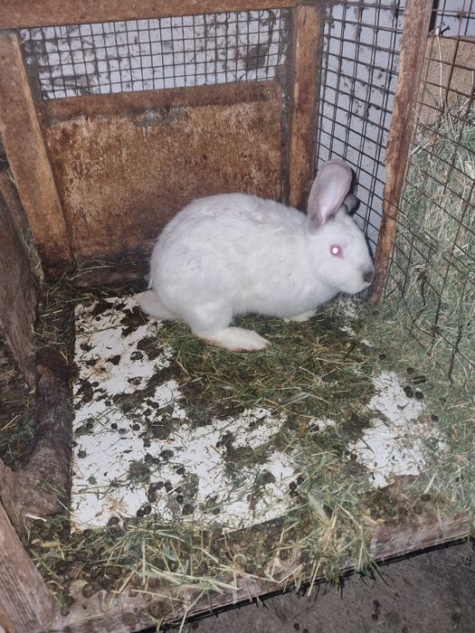 Кролики калефорня