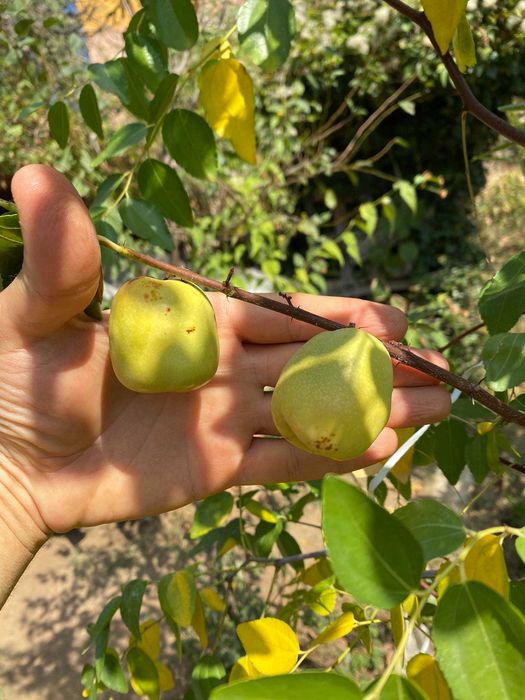 Хинап сорт „Ли“ (Li)
ГИГАНСКИ 
В плододаваща възраст !!!