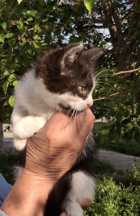 Котенок в хорошую семью