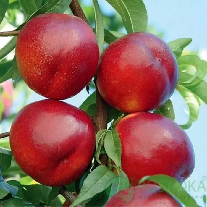 Баржа турдаги шафтоли кучатлари бор 100 к.