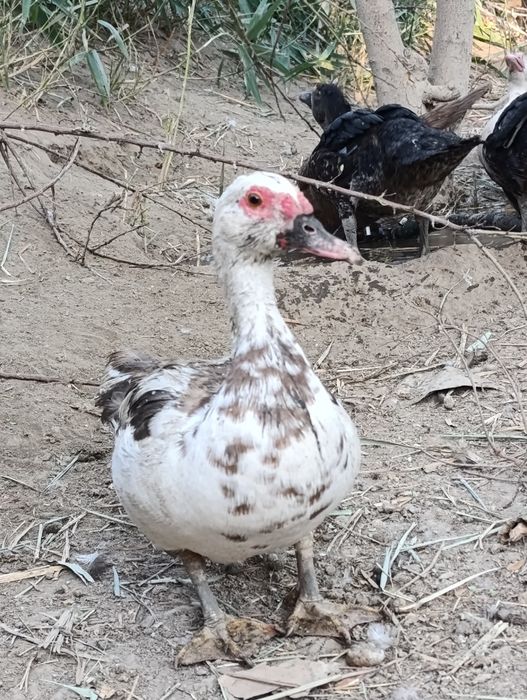 Үйрек сатылады бағасы 5К