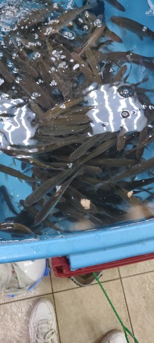 Живец плотва, удочный